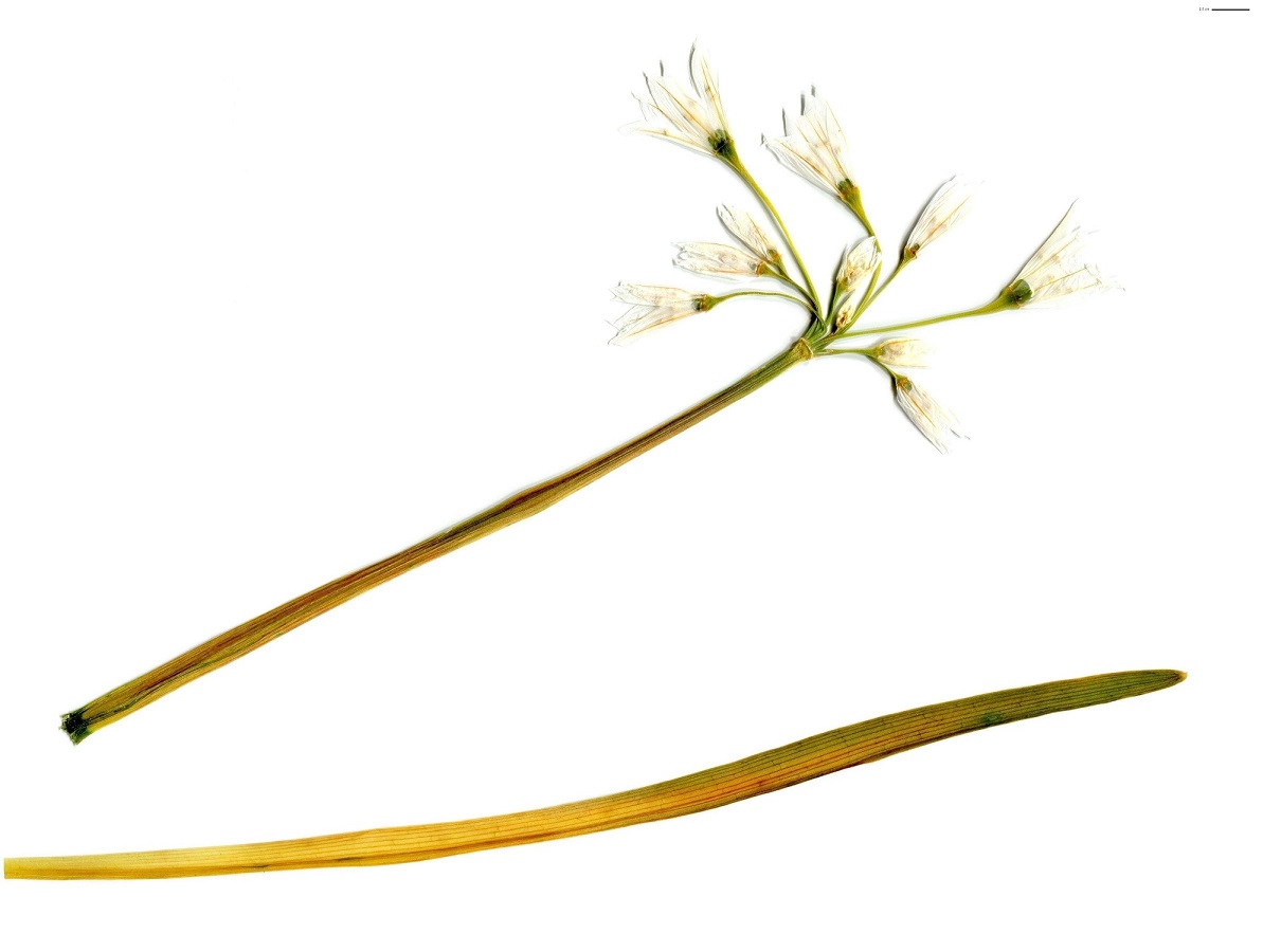 Allium triquetrum (Amaryllidaceae)